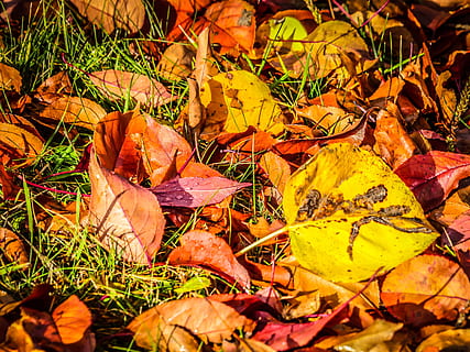 caída del otoño, hojas rojas, árbol, bosque, otoño, rojo, hojas, follaje, naturaleza, temporada, vistoso, de cerca, vibrante, ambiente, otoñal, hoja, amarillo, color naranja, al aire libre, octubre, color dorado, multi color, que cae, planta, antecedentes, marrón, color vibrante, imagen en color, belleza en la naturaleza, colores, nadie, parte de la planta, cambio, tierra, seco, campo, día, vulnerabilidad, hierba, fragilidad, hoja de arce, condición natural, colección de otoño, 4K, CC0, dominio público, libre de derechos