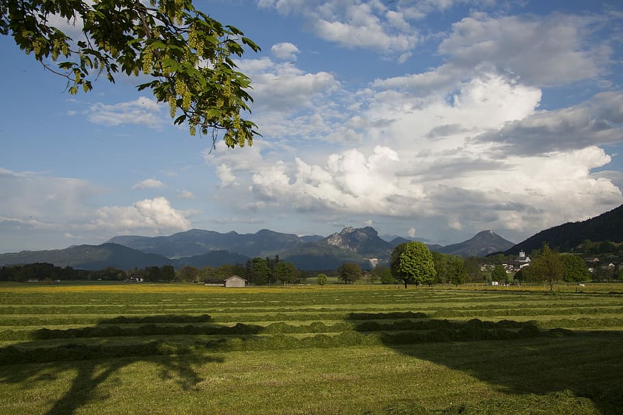 forår, solskin, bjerge, træer, kan, natur, landskab, grøn, eng, mejet, skygge, skyer, himmel, blå, hvid, Mark, landbrug, scenics, rolig scene, plante, træ, scenics - natur, bjerg, skønhed i naturen, sky - himmel, ro, miljø, grøn farve, vækst, dag, bjergkæde, ingen mennesker, jord, ikke-urbane scene, udendørs, 4K