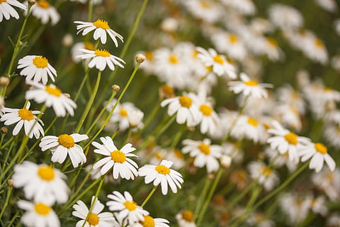 daisy, blomst, forår, smuk, Aqil, gul, have, natur, blomster, plante, grøn, grønt felt, baggrund, landskab, fred, Skov, makro, highland, græs, tæt, billeder, miljømæssige, farve, greens, skrøbelighed, vækst, blomstrende plante, friskhed, sårbarhed, skønhed i naturen, kronblad, tæt på, blomsterhoved, ingen mennesker, Mark, hvid farve, blomsterstand, selektiv fokusering, dag, udendørs, blomsterseng, pollen, 4K, CC0, offentligt domæne, royaltyfrie