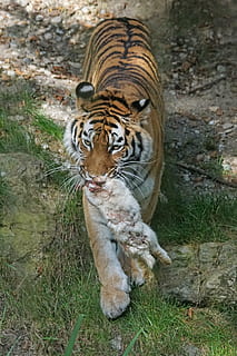 harimau, amurtiger, predator, kucing, karnivora, siberia, berbahaya, makanan, mangsa, kelinci, kebun binatang, fotografi satwa liar, hewan, margasatwa, kucing yang tidak diberi obat, karnivor, mamalia, bergaris, licik, harimau Bengali, alam, kucing besar, binatang di alam liar, bahaya, tema binatang, satwa liar hewan, satu binatang, rumput, menanam, potret, hari, tidak ada orang, bertulang belakang, tanah, di luar rumah, kumis, mulut terbuka, 5K, CC0, domain publik, bebas royalti