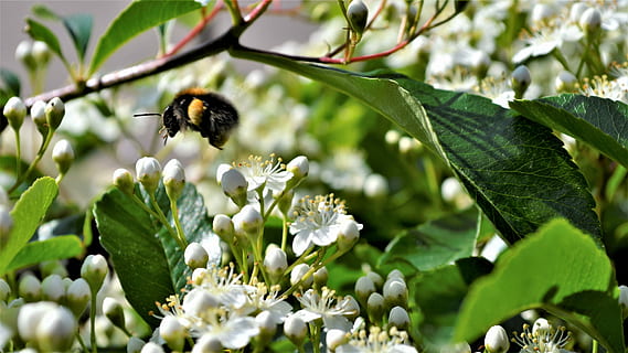 bumblebee, flor, erro, jardim, insetos, pólen, mosca, legal, inseto, invertebrado, temas animais, plantar, animais em estado selvagem, um animal, animais selvagens, beleza na natureza, planta com flores, animal, fragilidade, crescimento, frescura, vulnerabilidade, abelha, fechar-se, folha, pétala, parte da planta, cabeça de flor, polinização, ninguém, ao ar livre, 4K, CC0, domínio público, royalty free