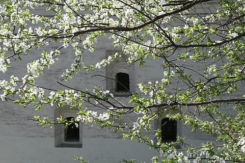 Moscú, edificio, primavera, árbol, hojas verdes, ramas, flores, planta, estructura construida, crecimiento, arquitectura, rama, naturaleza, día, planta floreciendo, flor, nadie, exterior del edificio, fragilidad, al aire libre, belleza en la naturaleza, luz del sol, frescura, vulnerabilidad, color verde, flor de cerezo, 1080P, CC0, dominio público, libre de derechos