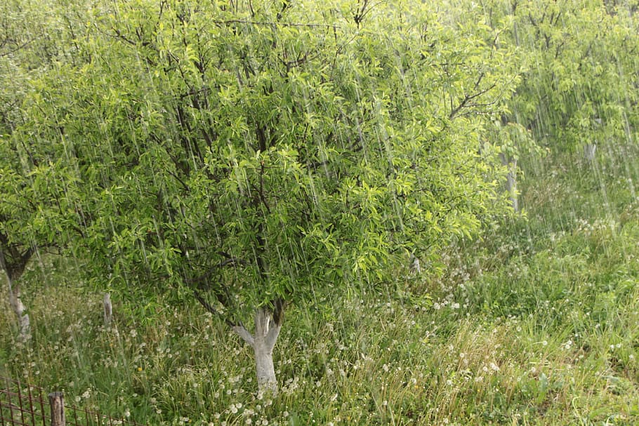 Hagel, Regentropfen, Regenfall, Sturm, Wasser, Sturm, Wasser, Sommer-, ein Tier, Tierthemen, Tierwelt, Tier, Tiere in freier Wildbahn, Gras, Pflanze, grüne Farbe, Land, Baum, Säugetier, Tag, keine Leute, Natur, Wachstum, Wald, Wirbeltier, Feld, Schönheit in der Natur, draußen, pflanzenfressend, 4K