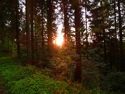 forest, trees, light beam, sunlight, nature, tree, plant, land, growth, tranquility, beauty in nature, tranquil scene, woodland, non-urban scene, trunk, tree trunk, scenics - nature, sky, green color, day, outdoors, one person, 4K, CC0, public domain, royalty free