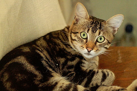 short-fur, gray, black, cat, brown, wooden, surface, nature, animals, pet, shock, wide, eyes, domestic cat, feline, domestic, pets, domestic animals, animal, animal themes, mammal, one animal, vertebrate, whisker, indoors, no people, looking away, home interior, portrait, looking, relaxation, close-up, tabby, animal eye, 720P, CC0, public domain, royalty free