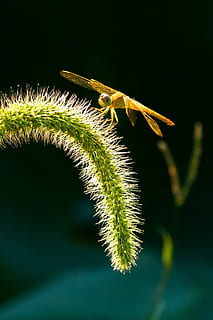 libèl·lula, insecte, setaria viridis, naturalesa, macro, primer pla, planta, color verd, full, cap gent, bellesa a la natura, creixement, part de la planta, a l'aire lliure, centrar-se en primer pla, fragilitat, fauna animal, animals a la natura, frescor, vulnerabilitat, un animal, dia, invertebrat, 4K, CC0, domini públic, lliure de regalies