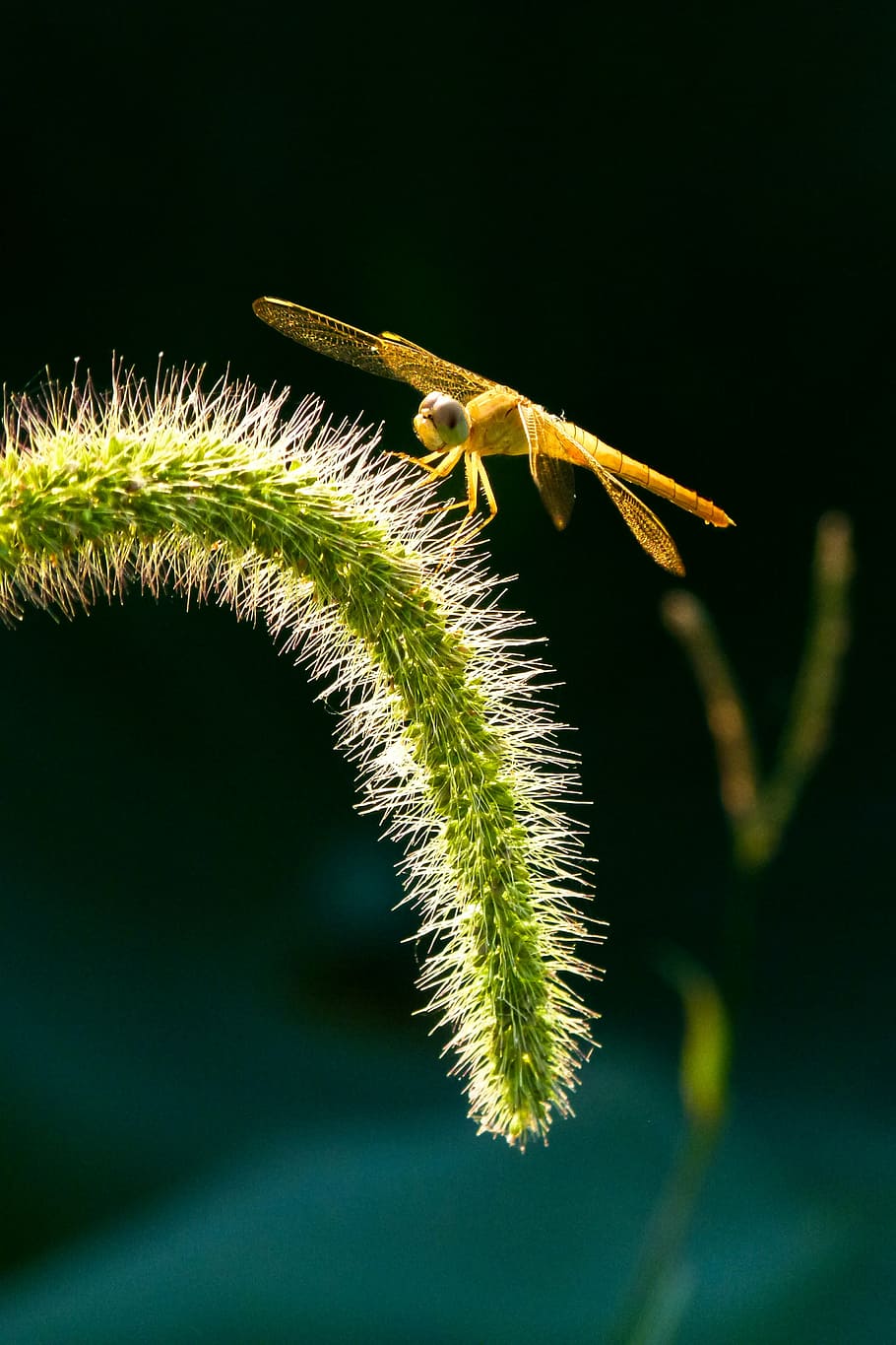 libèl·lula, insecte, setaria viridis, naturalesa, macro, primer pla, planta, color verd, full, cap gent, bellesa a la natura, creixement, part de la planta, a l'aire lliure, centrar-se en primer pla, fragilitat, fauna animal, animals a la natura, frescor, vulnerabilitat, un animal, dia, invertebrat, 4K