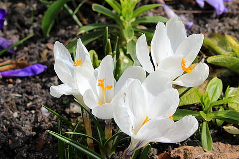 crocus, bunga musim semi, musim semi, putih, bunga, alam, menanam, daun, tanaman berbunga, daun bunga, kerentanan, kerapuhan, keindahan di alam, pertumbuhan, kesegaran, kepala bunga, merapatkan, warna putih, hal berkembang, iris, tanah, hari, fokus pada latar depan, bidang, tidak ada orang, di luar rumah, serbuk sari, ungu, 5K, CC0, domain publik, bebas royalti