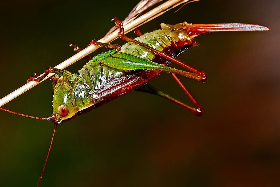selectiu, foto del focus, vermell, verd, llagosta encaramat, tija, planta, Llagosta, insecte, macro, artròpode, naturalesa, vida salvatge, entomologia, biologia, ciència, animal, primer pla, temes d'animals, invertebrat, un animal, fauna animal, animals a la natura, cap gent, tir de l'estudi, part del cos dels animals, fons negre, a l'aire lliure, ala dels animals, branca, color verd, zoologia, 2K