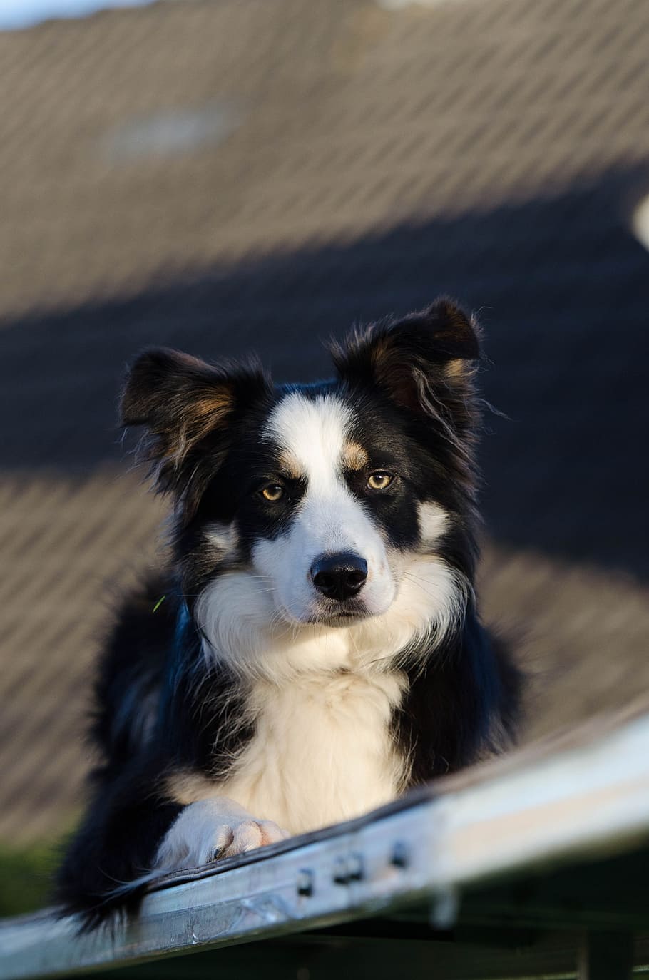 border Collie, farvet, opmærksomhed, tre farvede, hund, kæledyr, udendørs, husdyr, dyre temaer, et dyr, indenlandske, hunde, pattedyr, dyr, hvirveldyr, kigger på kameraet, portræt, ingen mennesker, selektiv fokusering, slædehund, fokus på forgrunden, dag, leder, tæt på, 4K
