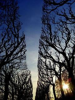 creativo, Dom, arboles, invierno, parche, la carretera, soleado, diseño, naturaleza, ligero, viaje, sol, luz del sol, cielo, parque, callejón, belleza, relajarse, ver, azul, día, al aire libre, brillante, árbol, planta, nadie, rama, silueta, crecimiento, tranquilidad, belleza en la naturaleza, paisajes - naturaleza, vista de ángulo bajo, bosque, escena tranquila, puesta de sol, tierra, tronco de arbol, copas de los árboles, árbol conífero, 2K, CC0, dominio público, libre de derechos