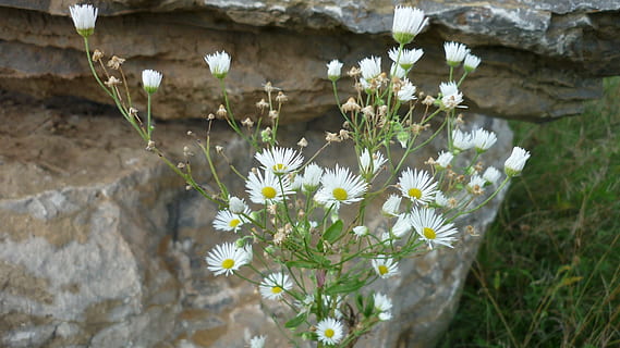 Aster di montagna, fiore selvaggio, minuscolo, bianca, fiori, roccia, terreno di montagna, vicino, fiore, pianta fiorita, pianta, freschezza, fragilità, vulnerabilità, crescita, Colore bianco, bellezza nella natura, avvicinamento, natura, nessuno, giorno, concentrarsi sulle conoscenze acquisite, petalo, infiorescenza, testa di fiore, primavera, fiorire, all'aperto, polline, viola, 1080P, CC0, dominio pubblico, privo di copyright