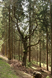 bosc, arbre, arbre vell, registre, humor, pedra, bosc de coníferes, arbre caducifoli, pendent, misticisme, camí forestal, boca, màgia, romanç, planta, terra, tranquil·litat, creixement, naturalesa, bellesa a la natura, dia, tronc de l'arbre, escena tranquil·la, tronc, escena no urbana, cap gent, escenics - natura, paisatge, a l'aire lliure, medi ambient, desert, 5K, CC0, domini públic, lliure de regalies