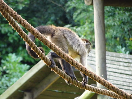 scimmia, corde, scimmia scoiattolo, qualunque cosa, proprio, temi animali, animale, fauna selvatica, animali allo stato selvatico, un animale, mammifero, albero, concentrarsi sulle conoscenze acquisite, primate, vertebrato, nessuno, giorno, natura, all'aperto, ramo, pianta, corda, animali in cattività, seduta, zoo, 4K, CC0, dominio pubblico, privo di copyright