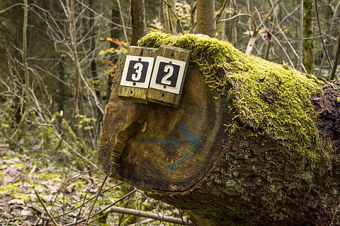 Schild, Verzeichnis, Wald, moosgrün, Moos, Grün, Weg, Landschaft, Wandern, Wanderung, Herbst, Wegzeichen, Fahrbahn, Kennzeichen, Naturschutzgebiet, idyllisch, Moor, Text, keine Leute, verlassen, Tag, draußen, Kommunikation, Pflanze, Baum, Natur, Land, grüne Farbe, Nahansicht, Fokus auf den Vordergrund, Ast, Baumstamm, Feld, Wachstum, Kofferraum, Zeichen, 2K, CC0, gemeinfrei, lizenzfrei