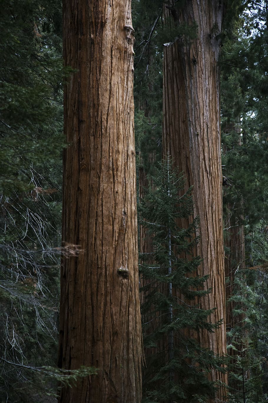 verd, pinetree, dos, marró, arbres, stand, durant el dia, sequoia, arbre, bosc, escorça, tronc, naturalesa, picea, épicéa, pi, bosc gegant, vertical, planta, terra, tronc de l'arbre, material de fusta, cap gent, dia, tranquil·litat, a l'aire lliure, creixement, bellesa a la natura, primer pla, textura, escena no urbana, centrar-se en primer pla, medi ambient, 5K