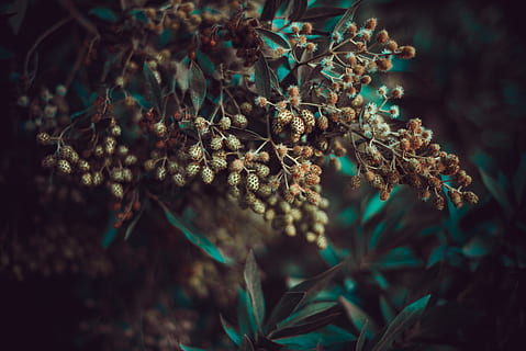 Nahaufnahmen, Cluster, verwischen, Nahansicht, Umgebung, Fokus, Blätter, Natur, draußen, gelbe Cluster, Pflanze, keine Leute, Schönheit in der Natur, Blume, Wachstum, Fokus auf den Vordergrund, Tag, blühende Pflanze, selektiver Fokus, Frische, Zerbrechlichkeit, Verletzlichkeit, Pflanzenteil, Blatt, grüne Farbe, Ruhe, Land, Blütenkopf, verwelkte Pflanze, 5K, CC0, gemeinfrei, lizenzfrei