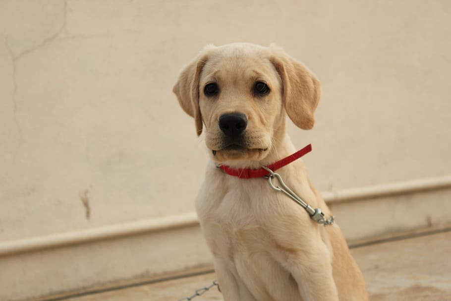 gos, mirant, silenciós, Labrador, ulls marrons, aspecte audaç, un animal, caní, mascotes, nacional, animals domèstics, mamífer, temes d'animals, animal, coll de mascotes, coll, retrat, cap gent, centrar-se en primer pla, funció de construcció de parets, vertebrats, dia, mirant cap a fora, corretja, 5K