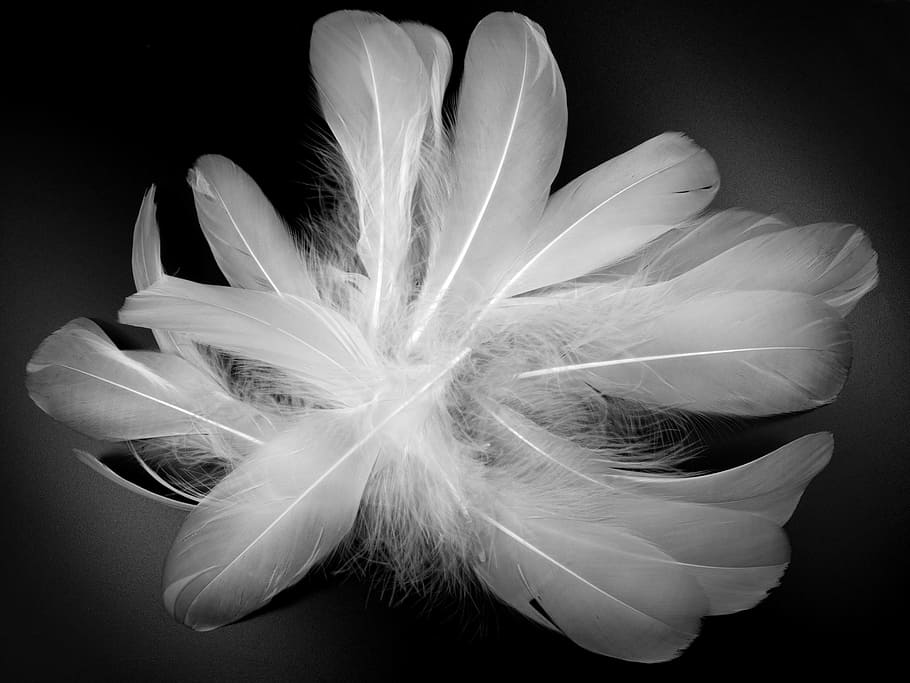 fotografia en escala de grisos, plomes, primavera, blanc, fluff, ploma d’ocells, esponjós, amable, flor, vulnerabilitat, fragilitat, planta amb flors, planta, primer pla, frescor, bellesa a la natura, a l'interior, tir de l'estudi, Color blanc, naturalesa, ploma, suavitat, cap gent, fons negre, pètal, inflorescència, cap de flor, natura morta, lleuger, 5K