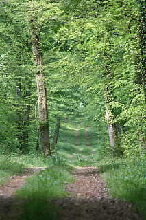 path, forest, nature, trees, landscape, hiking, spring, tree, plant, land, green color, growth, beauty in nature, tranquility, tranquil scene, footpath, day, no people, lush foliage, foliage, direction, tree trunk, woodland, trunk, outdoors, trail, 4K, CC0, public domain, royalty free