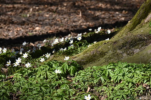 superficiale, fotografia a fuoco, verde, piante, ceppo, radice, primavera, risveglio di primavera, natura, albero, radice dell'albero, tribù, deforme, tronco d'albero, radicato, abbaiare, vecchio, energia naturale, muschio, legna, vigore, riposo, umore, ovviamente, pianta, nessuno, colore verde, foglia, giorno, all'aperto, avvicinamento, freschezza, crescita, parte vegetale, campo, terra, acqua, bellezza nella natura, animale, temi animali, fauna selvatica, vista dall'alto, 5K, CC0, dominio pubblico, privo di copyright