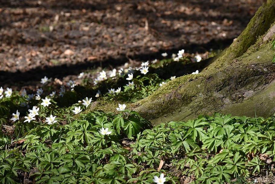 poc profund, focalitzar la fotografia, verd, plantes, registre, arrel, primavera, despertar de primavera, naturalesa, arbre, arrel de l’arbre, tribu, deformes, monstre de l'arbre, arrelat, escorça, vell, energia natural, molsa, fusta, força, descans, humor, és clar, planta, cap gent, color verd, full, dia, a l'aire lliure, primer pla, frescor, creixement, part de la planta, camp, terra, aigua, bellesa a la natura, animal, temes d'animals, fauna animal, vista d’angle alt, 5K