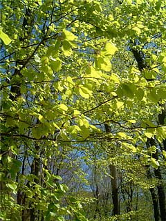 loofbos, loofbomen, natuur, bomen, zomer, groene kleur, blad, boom, groei, tak, fabriek, deel van de plant, schoonheid in de natuur, geen mensen, dag, lage hoekweergave, zonlicht, buitenshuis, geel, kalmte, achtergronden, bloem, volledig kader, bloeiende plant, de lente, 1080P, CC0, publiek domein, royaltyvrij