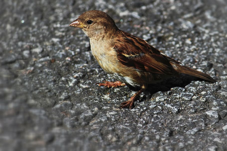 uccello, piccolo uccello, animale, piccolo, natura, all'aperto, becco, uccello marrone, temi animali, un animale, fauna selvatica, animali allo stato selvatico, vertebrato, nessuno, giorno, avvicinamento, messa a fuoco selettiva, vista laterale, Marrone, passero, analizzare, cercare, guardare, roccia, lunghezza intera, terra, 4K