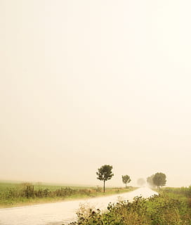 paesaggio, sentiero, alberi, noioso, grigio, pioggia, albero, natura, mattina, all'aperto, scena tranquilla, pianta, la tranquillità, bellezza nella natura, cielo, scenics - natura, copia spazio, cielo sereno, ambiente, terra, scena non urbana, crescita, nessuno, campo, idilliaco, giorno, clima arido, 2K, CC0, dominio pubblico, privo di copyright