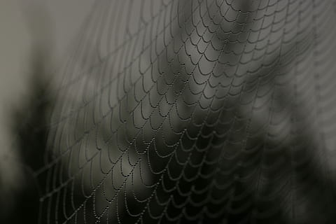 schließen, Schuss, Spinnennetz, Fotografie, Netzspinne, Netz, Spinne, Schatten, schwarz, Nahansicht, Spitze, Herbst, Natur, Wasser, Tröpfchen Wasser, fallen, keine Leute, Muster, selektiver Fokus, Hintergründe, Vollbild, Maschendraht, Sicherheit, Draht, Schutz, extreme Nahaufnahme, draußen, Zaun, Leder, Fokus auf den Vordergrund, schwarze Farbe, Verbindung, Makro, 5K, CC0, gemeinfrei, lizenzfrei