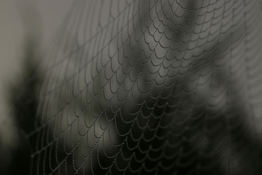 schließen, Schuss, Spinnennetz, Fotografie, Netzspinne, Netz, Spinne, Schatten, schwarz, Nahansicht, Spitze, Herbst, Natur, Wasser, Tröpfchen Wasser, fallen, keine Leute, Muster, selektiver Fokus, Hintergründe, Vollbild, Maschendraht, Sicherheit, Draht, Schutz, extreme Nahaufnahme, draußen, Zaun, Leder, Fokus auf den Vordergrund, schwarze Farbe, Verbindung, Makro, 5K