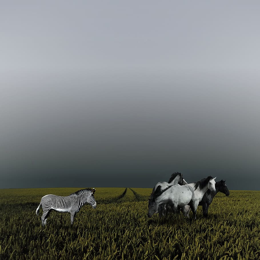 cavalls, zebra, núvols, herba, temes d'animals, a l'aire lliure, cap gent, longitud completa, animals a la natura, animal, mamífer, animals domèstics, nacional, mascotes, grup d’animals, camp, terra, planta, vertebrats, paisatge, naturalesa, bestiar, cel, dos animals, medi ambient, 4K