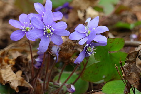 hepatica, primavera, pianta, foresta, pianta primaverile, fiore, finlandese, blu, pennywort, fiori blu, fiore primaverile, anemone, fioritura, natura, fragilità, viola, crescita, foglia, pianta fiorita, vulnerabilità, freschezza, petalo, bellezza nella natura, avvicinamento, testa di fiore, infiorescenza, parte vegetale, concentrarsi sulle conoscenze acquisite, nessuno, giorno, messa a fuoco selettiva, polline, 5K, CC0, dominio pubblico, privo di copyright
