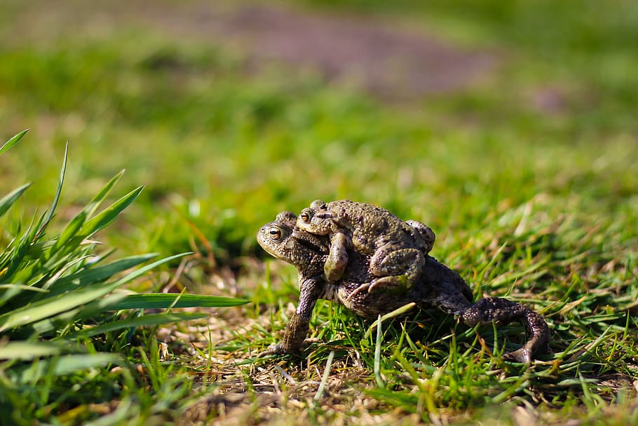 gripaus, migració de rostres, món animal, maridatge, fotografia de fauna salvatge, vertebrats de països, amfibis, temes d'animals, fauna animal, un animal, animal, animals a la natura, herba, planta, cap gent, vertebrats, naturalesa, enfocament selectiu, rèptil, dia, a l'aire lliure, llangardaix, color verd, terra, mamífer, camp, mirant cap a fora, iguana, 5K