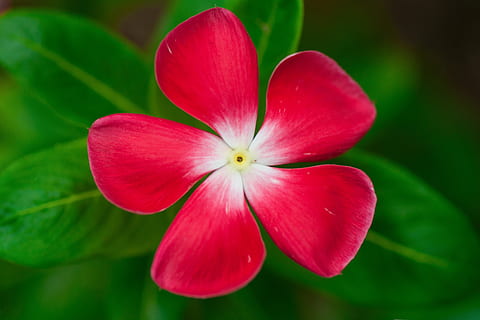 Fower, rød, grøn, blomstrende plante, blomst, plante, sårbarhed, kronblad, skønhed i naturen, skrøbelighed, tæt på, friskhed, blomsterstand, blomsterhoved, vækst, ingen mennesker, natur, dag, selektiv fokusering, lyserød farve, fokus på forgrunden, udendørs, 4K, CC0, offentligt domæne, royaltyfrie
