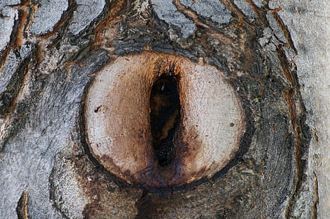 ağaç, göz, budak deliği, doğa, peyzaj, dış mekan, makro, orman, ağaç gövdesi, kapatmak, gün, açık havada, insansız, gövde, dokulu, arka, bütün çerçeve, ahşap malzeme, kaba, bitki, delik, kahverengi, Desen, bitki kabuğu, şekil, doğal desen, bağırmak, 4K, CC0, kamu malı, telif ücretsiz