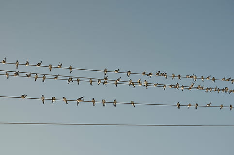 bandada, rebaño, aves, cable, día, hora, azul, cielo, línea, animal, gran grupo de animales, animales en la naturaleza, pájaro, temas de animales, fauna animal, flamenco, reflexión, colonia, nadie, grupo de animales, vertebrado, cielo limpio, vista de ángulo bajo, electricidad, posado, Línea eléctrica, copia espacio, naturaleza, fuente de alimentación, 4K, CC0, dominio público, libre de derechos