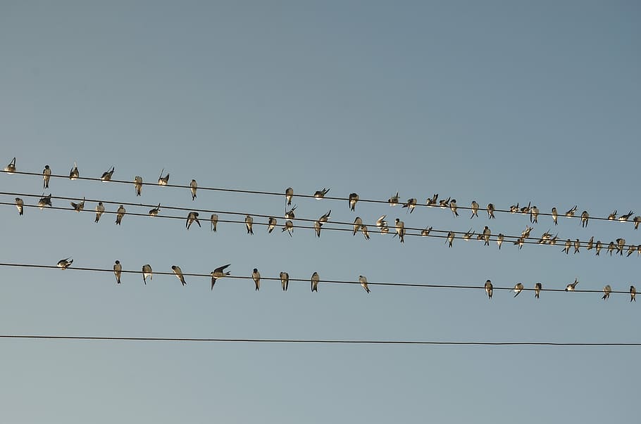 ramat d’ocells, ramat, ocells, cable, dia, temps, blau, cel, línia, animal, gran grup d’animals, animals a la natura, ocell, temes d'animals, fauna animal, flamenc, reflexió, colònia, cap gent, grup d’animals, vertebrats, cel clar, vista d’angle baix, electricitat, posat, línia elèctrica, còpia espai, naturalesa, Font d'alimentació, 4K