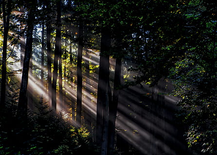 rayos de luz solar, bosque, foto de silueta, mágico, ligero, árbol, rayo de sol, naturaleza, al aire libre, sendero, nadie, scenics, paisaje, color verde, tronco de arbol, planta, crecimiento, luz del sol, tierra, día, arquitectura, el maletero, tranquilidad, belleza en la naturaleza, estructura construida, sombra, exterior del edificio, escena tranquila, paisajes - naturaleza, transmisión, 5K, CC0, dominio público, libre de derechos