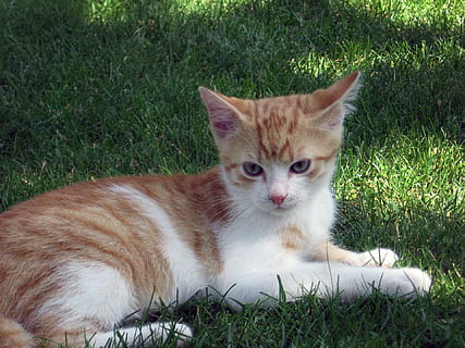 gatinho, gato, tomcat, pintinho, rozkošné, gato doméstico, pets, grama, animal, fofa, ao ar livre, natureza, felino, doméstico, mamífero, animais domésticos, temas animais, vertebrado, um animal, plantar, terra, campo, relaxamento, retrato, cor verde, olhando para a câmera, ninguém, bigode, 1080P, CC0, domínio público, royalty free