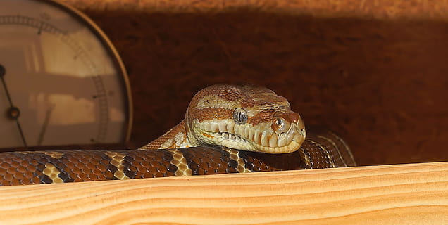 gyvatė, terariumas, Uždaryti, pythonas, medžio pythonas, siaurėjantis, ropliai, skalė, grožis, padaras, ne toksiškas, egzotiškas, pašaras, ruda, pelės medžiotojas, snakehead, grakštus, terraristik, galva, kilnus, gyvūnų portretas, vienas gyvūnas, gyvūnų temos, gyvūnas, gyvūnų gyvūnija, gyvūnams, stuburiniai, nėra žmonių, gyvūnų kūno dalis, Iš arti, nuodingas, portretas, nelaisvėje laikomi gyvūnai, Sugarbanota, pobūdį, patalpose, gyvūnų skalė, sutelkti dėmesį į naujas žinias, gyvūnų galva, gyvūnų akis, 2K, CC0, Viešasis domenas, nemokamai