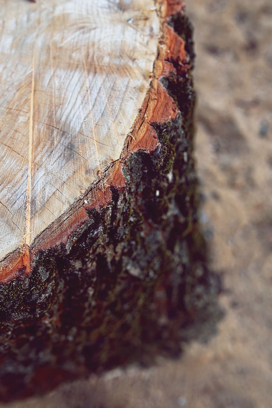 tronc, bole, arbre, fusta, primer pla, animals a la natura, invertebrat, fauna animal, temes d'animals, cap gent, insecte, textura, material de fusta, animal, enfocament selectiu, dia, naturalesa, a l'aire lliure, aspre, patró, vista d’angle alt, centrar-se en primer pla, grup d’animals, escorça, 5K