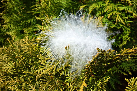 abajo, pluma, pluma abajo, pelusa, seda floja, plumaje, pájaro, juvenil, planta, nadie, naturaleza, crecimiento, de cerca, el color blanco, belleza en la naturaleza, color verde, árbol, día, al aire libre, centrarse en primer plano, fragilidad, tierra, vulnerabilidad, vista de alto ángulo, frescura, flor, diente de león, hoja, blandura, semilla de diente de león, 5K, CC0, dominio público, libre de derechos