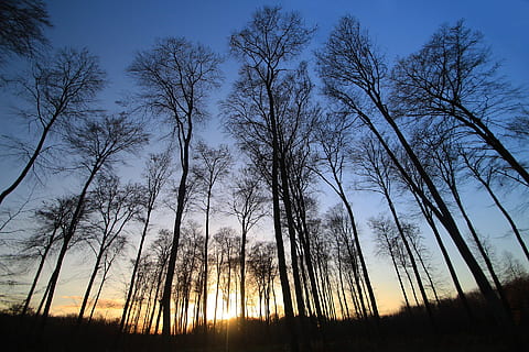 Basso, fotografia ad angolo, silhouette, alberi senza foglie, albero, alberi, foresta, natura, le foglie, verticale, tronco, foglia d'albero, cielo, legna, tronco d'albero, albero morto, paesaggio, fogliame, luce, tramonto, contrasto, rami, contro la luce, contro il giorno, inverno, colore, boschetto, atmosfera, autunno, pianta, la tranquillità, bellezza nella natura, terra, nessuno, scena tranquilla, scenics - natura, albero nudo, scena non urbana, ambiente, crescita, Inquadratura dal basso, all'aperto, bosco, 1080P, CC0, dominio pubblico, privo di copyright