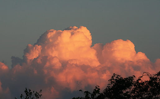 cumulus cloud, σύννεφο, ροζ, μεγάλο, μεγαλοπρεπής, πυκνό σύννεφο, η δυση του ηλιου, λάμψη, ουρανός, σύννεφο - ουρανό, ομορφιά στη φύση, χαμηλή οπτική γωνία, δέντρο, σκηνικά - φύση, ηρεμία, φύση, φυτό, γαλήνια σκηνή, χωρίς κόσμο, σε εξωτερικό χώρο, σιλουέτα, πορτοκαλί χρώμα, ειδυλλιακός, ημέρα, δραματικό ουρανό, σούρουπο, δρυός, 2K, CC0, δημόσιος τομέαςα, χωρίς δικαιώματαe
