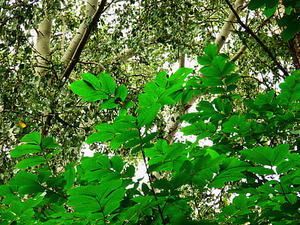 forest, tree, walnut, foliage, nature, autumn, country, green, tree trunk, plant, growth, green color, leaf, plant part, low angle view, beauty in nature, day, branch, no people, tranquility, outdoors, lush foliage, freshness, land, full frame, spring, tree canopy, 4K, CC0, public domain, royalty free