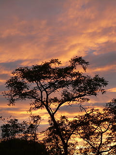 solnedgang, skyer, himmel, caribbean, akacie, sky - himmel, træ, skønhed i naturen, silhuet, ro, plante, scenics - natur, rolig scene, orange farve, ingen mennesker, natur, idyllisk, afdeling, lav vinkel visning, ikke-urbane scene, vækst, udendørs, dramatisk himmel, romantisk himmel, 2K, CC0, offentligt domæne, royaltyfrie
