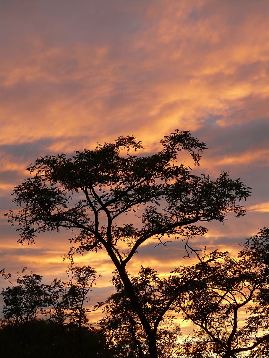 Sonnenuntergang, Wolken, Himmel, Karibik, Akazie, wolke - himmel, Baum, Schönheit in der Natur, Silhouette, Ruhe, Pflanze, Szenen - Natur, ruhige Szene, orange Farbe, keine Leute, Natur, idyllisch, Ast, Flachwinkelansicht, Nicht-städtische Szene, Wachstum, draußen, Dramatischer Himmel, romantischer Himmel, 2K