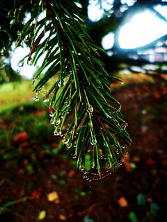 agulles, gotes, web, branca, gota d'aigua, rosada, arbre, gota de pluja, planta, creixement, color verd, bellesa a la natura, primer pla, centrar-se en primer pla, naturalesa, cap gent, dia, full, humit, tirar, part de la planta, aigua, a l'aire lliure, enfocament selectiu, frescor, pi, agulla - part de la planta, arbre de coníferes, 4K, CC0, domini públic, lliure de regalies