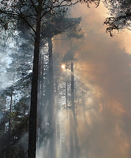 alberi, circondato, nebbie, incendio forestale, fuoco, ardente, conservazione, bruciando per la conservazione, styggkärret, Riserva, Svezia, Fumo, caldo, cenere, foresta, albero, pianta, terra, natura, bellezza nella natura, nebbia, bosco, ambiente, nessuno, cielo, la tranquillità, tronco, crescita, scena tranquilla, tronco d'albero, luce del sole, all'aperto, raggio di sole, bosco di pini, Pino, smog, 2K, CC0, dominio pubblico, privo di copyright